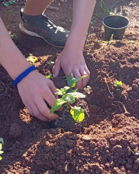 Plantio de chás da Escola Euclydes Klieman